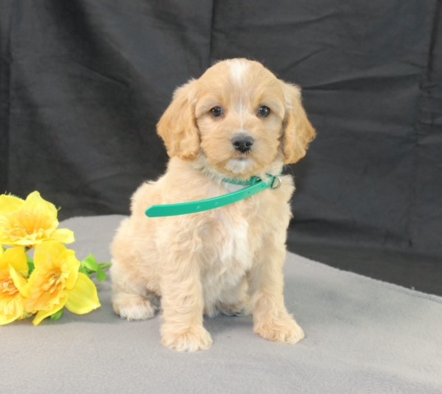 puppy, for, sale, Mini Goldencavadoodles, Ivan J. Stoltzfus, dog, breeder, Dornsife, PA, dog-breeder, puppy-for-sale, forsale, nearby, find, puppyfind, locator, puppylocator, aca